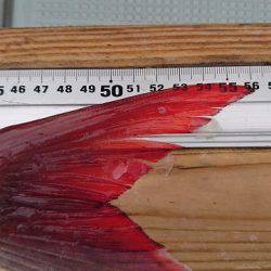 フィッシングボートACE(エース) 釣果