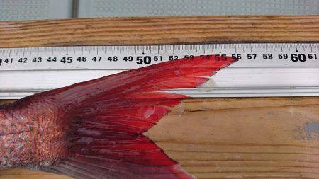 フィッシングボートACE(エース) 釣果