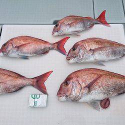 フィッシングボートACE(エース) 釣果