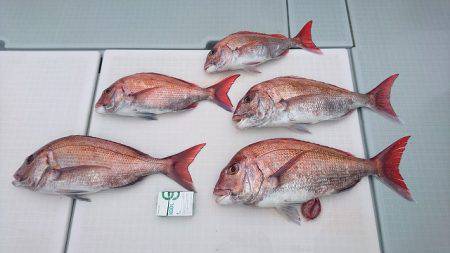 フィッシングボートACE(エース) 釣果