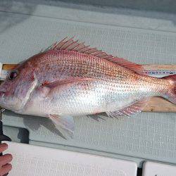 フィッシングボートACE(エース) 釣果