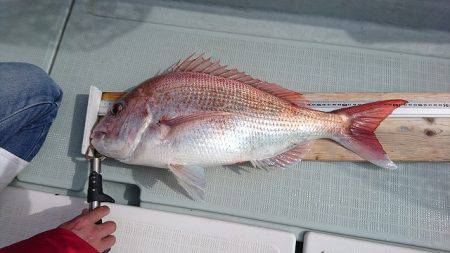 フィッシングボートACE(エース) 釣果