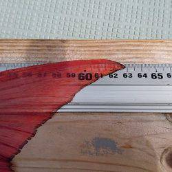 フィッシングボートACE(エース) 釣果