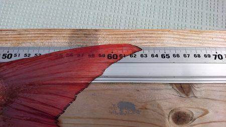 フィッシングボートACE(エース) 釣果