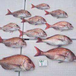 フィッシングボートACE(エース) 釣果