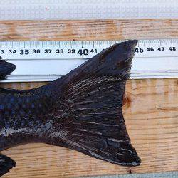 フィッシングボートACE(エース) 釣果