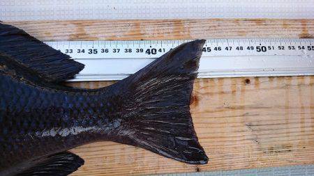 フィッシングボートACE(エース) 釣果