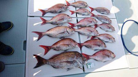 フィッシングボートACE（エース） 釣果