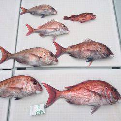 フィッシングボートACE（エース） 釣果