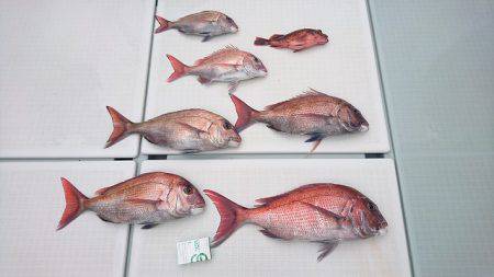 フィッシングボートACE（エース） 釣果