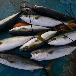 アジアマリンサービス 釣果