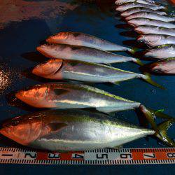 アジアマリンサービス 釣果