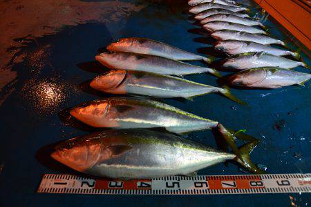 アジアマリンサービス 釣果