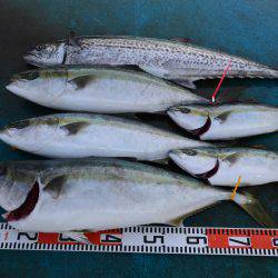 アジアマリンサービス 釣果