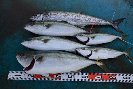 アジアマリンサービス 釣果