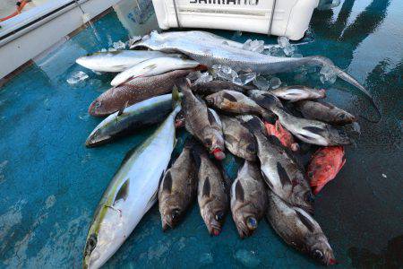 アジアマリンサービス 釣果