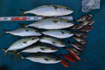 アジアマリンサービス 釣果