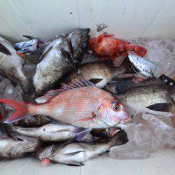 アジアマリンサービス 釣果