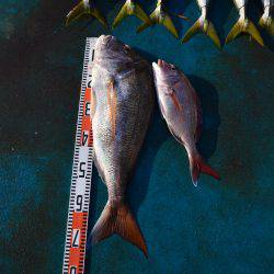 アジアマリンサービス 釣果