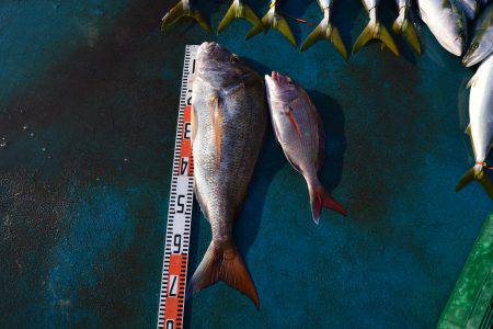 アジアマリンサービス 釣果