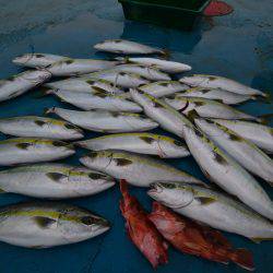 アジアマリンサービス 釣果