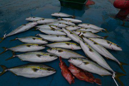アジアマリンサービス 釣果