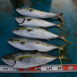 アジアマリンサービス 釣果