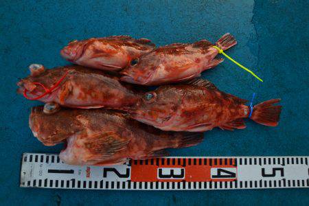 アジアマリンサービス 釣果