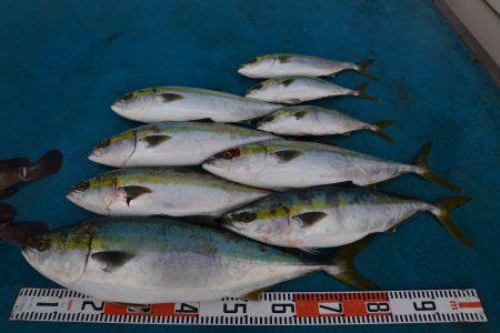 アジアマリンサービス 釣果