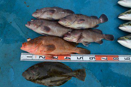 アジアマリンサービス 釣果