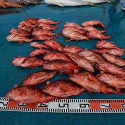 アジアマリンサービス 釣果