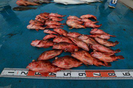 アジアマリンサービス 釣果