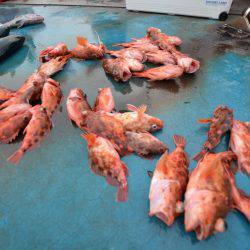 アジアマリンサービス 釣果