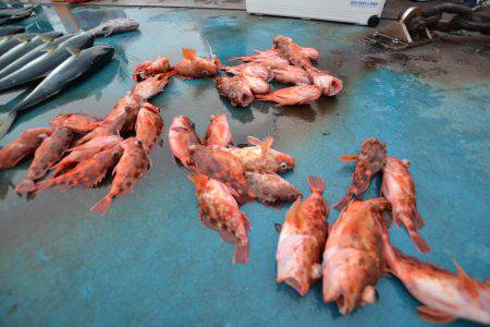 アジアマリンサービス 釣果