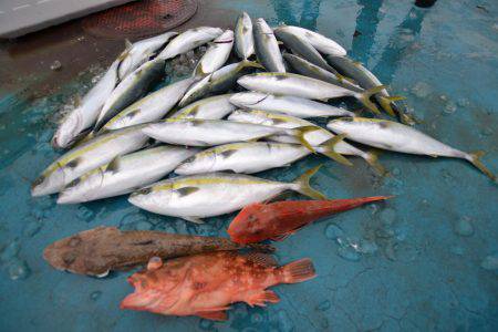 アジアマリンサービス 釣果