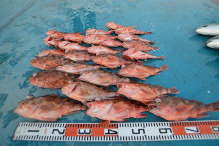 アジアマリンサービス 釣果