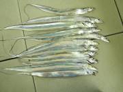 おおせき丸 釣果