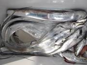 おおせき丸 釣果