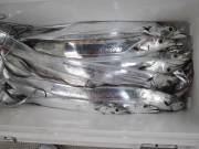 おおせき丸 釣果