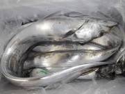 おおせき丸 釣果