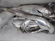 おおせき丸 釣果