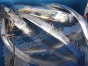 おおせき丸 釣果