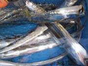 おおせき丸 釣果