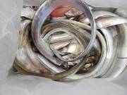 おおせき丸 釣果