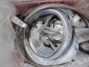 おおせき丸 釣果