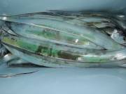 おおせき丸 釣果