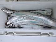 おおせき丸 釣果