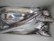 おおせき丸 釣果