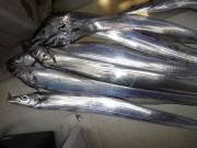 おおせき丸 釣果