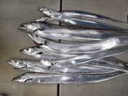 おおせき丸 釣果